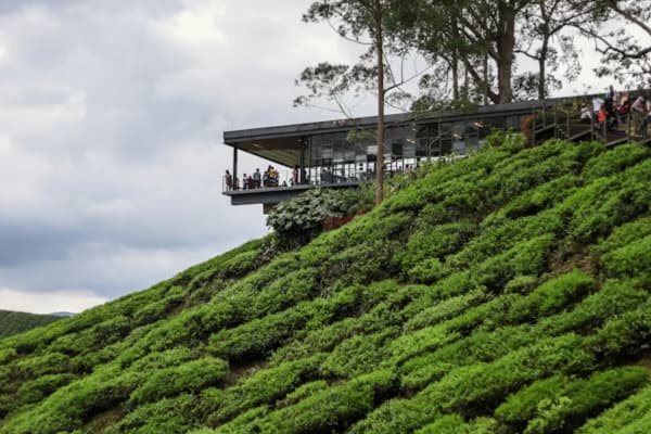 BOH Tea Plantation Sungei Palas panoramic tea fields Cameron Highlands
